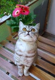 Милый кот tabby смотря вверх с розовыми цветками позади стоковые фотографии rf Милый кот tabby смотря вверх с розовыми цветками позади стоковые фотографии rf