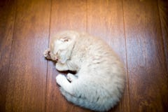 Милый котенок стоковые изображения rf Милый котенок стоковые изображения rf