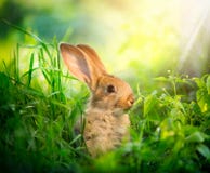 Милый маленький зайчик пасхи Милый маленький зайчик пасхи