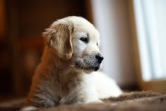 Милый маленький думать щенка золотого retriever стоковые фото Милый маленький думать щенка золотого retriever стоковые фото