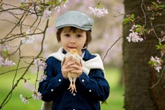 Милый прелестный ребенок дошкольного возраста, мальчик, играя с маленькими цыпленоками стоковые фотографии rf Милый прелестный ребенок дошкольного возраста, мальчик, играя с маленькими цыпленоками стоковые фотографии rf