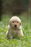 Милый щенок золотого retriever с смешным выражением Стоковая Фотография Милый щенок золотого retriever с смешным выражением Стоковая Фотография