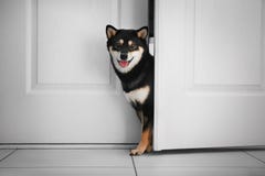Милая комната собаки Shiba Inu стоковая фотография Милая комната собаки Shiba Inu стоковая фотография