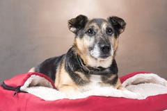 Милая собака Corgi ослабляя в комфортабельной кровати стоковые фотографии rf Милая собака Corgi ослабляя в комфортабельной кровати стоковые фотографии rf