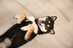 Милая собака inu Shiba лежа на поле стоковые фотографии rf Милая собака inu Shiba лежа на поле стоковые фотографии rf