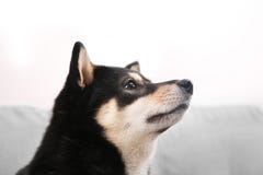 Милая собака inu Shiba на софе стоковое фото Милая собака inu Shiba на софе стоковое фото