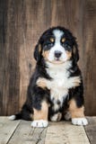Милая собака щенка горы Bernese стоковое фото Милая собака щенка горы Bernese стоковое фото