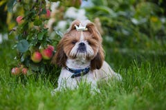 Милое яблоко zu дерьма щенка на предпосылке яблок в саде стоковая фотография Милое яблоко zu дерьма щенка на предпосылке яблок в саде стоковая фотография