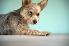 Милое ‹â€ ‹â€ собаки чихуахуа merle блю смешивания и щенка йоркширского терьера с глазом блю стоковые фотографии rf Милое ‹â€ ‹â€ собаки чихуахуа merle блю смешивания и щенка йоркширского терьера с глазом блю стоковые фотографии rf