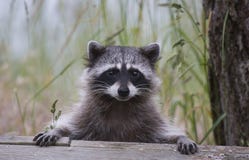 милый raccoon стоковое фото rf милый raccoon стоковое фото rf