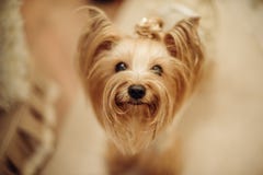 милый terrier yorkshire стоковые изображения rf милый terrier yorkshire стоковые изображения rf
