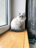 Милый белый котенок сидя около окна на силле окна внутри дома вертикально стоковая фотография rf Милый белый котенок сидя около окна на силле окна внутри дома вертикально стоковая фотография rf