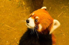 Милый дикий коричневый кот в зоопарке стоковая фотография rf Милый дикий коричневый кот в зоопарке стоковая фотография rf