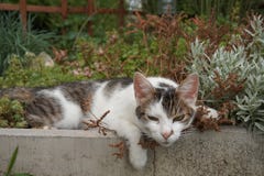 Милый кот лежит в цветнике и полно ослабленный стоковые фото Милый кот лежит в цветнике и полно ослабленный стоковые фото