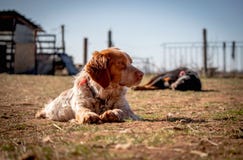 Милый красивый Spaniel кокерспаниеля собаки лежит и смотрит прочь, на заднем плане собака спит стоковые фотографии rf Милый красивый Spaniel кокерспаниеля собаки лежит и смотрит прочь, на заднем плане собака спит стоковые фотографии rf