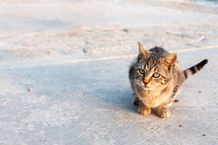 Милый маленький кот tabby сидя на том основании стоковые фотографии rf Милый маленький кот tabby сидя на том основании стоковые фотографии rf