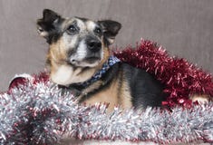 Милый ослаблять собаки Corgi окруженный сусалью и украшениями рождества стоковое изображение Милый ослаблять собаки Corgi окруженный сусалью и украшениями рождества стоковое изображение