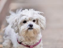 Милый портрет белого havanese щенка стоковая фотография rf Милый портрет белого havanese щенка стоковая фотография rf