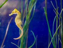 Милый портрет морской флоры и фауны общего желтого запятнанного морского конька лимана в крупном плане макроса стоковые фотографии rf Милый портрет морской флоры и фауны общего желтого запятнанного морского конька лимана в крупном плане макроса стоковые фотографии rf