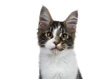 Милый черный tabby с белым котенком кота енота Мейна, кабелем завитым около bo стоковое фото rf Милый черный tabby с белым котенком кота енота Мейна, кабелем завитым около bo стоковое фото rf