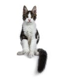 Милый черный tabby с белым котенком кота енота Мейна, передними лапками в воздухе и кабелем вокруг тела стоковая фотография Милый черный tabby с белым котенком кота енота Мейна, передними лапками в воздухе и кабелем вокруг тела стоковая фотография