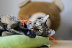 Милый шаловливый мраморный кот прося внимание, играя с яркой оранжевой строкой и пробуя быть самым милым любимчиком стоковые изображения rf Милый шаловливый мраморный кот прося внимание, играя с яркой оранжевой строкой и пробуя быть самым милым любимчиком стоковые изображения rf