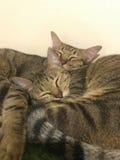 2 милых кота спать стоковое изображение rf 2 милых кота спать стоковое изображение rf