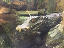 Мини аллигатор отдыхая рядом с гадом воды спать на утесе в солнце стоковое фото Мини аллигатор отдыхая рядом с гадом воды спать на утесе в солнце стоковое фото