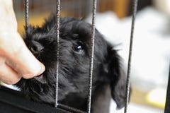 Мини шнауцер стоковое изображение Мини шнауцер стоковое изображение