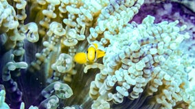 Младенец Anemonefish пряча в своей ветренице, Мальдивы стоковые фото Младенец Anemonefish пряча в своей ветренице, Мальдивы стоковые фото