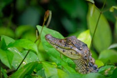 Младенец Spectacled caiman, вода стоковые изображения Младенец Spectacled caiman, вода стоковые изображения