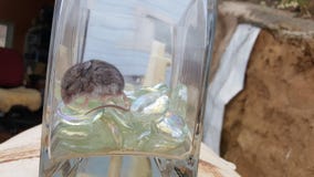 Младенец крысы кенгуру Калифорнии спать в стекле стоковое изображение Младенец крысы кенгуру Калифорнии спать в стекле стоковое изображение