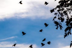 Много красивых птиц летая назад к их движению избежания миграции ландшафта природы неба черноты фото птиц гнезда стоковые фото Много красивых птиц летая назад к их движению избежания миграции ландшафта природы неба черноты фото птиц гнезда стоковые фото