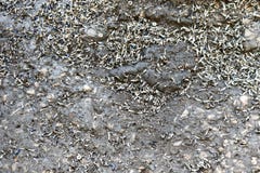 Много разбросанные сияющие серые shavings металла на пакостном конкретном поле в фабрике, магазине текстура зелень gentile предпо стоковое фото rf Много разбросанные сияющие серые shavings металла на пакостном конкретном поле в фабрике, магазине текстура зелень gentile предпо стоковое фото rf