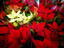 Много цветков poinsettia стоковое изображение Много цветков poinsettia стоковое изображение