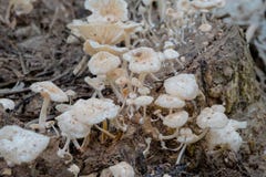 Многодетная семья малых грибов на тухлой древесине/малых грибах montseny на упаденных деревьях стоковые изображения Многодетная семья малых грибов на тухлой древесине/малых грибах montseny на упаденных деревьях стоковые изображения