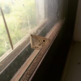 Молчаливая влюбленность стоковые фото Молчаливая влюбленность стоковые фото