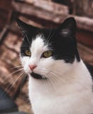 Модель кота Wilde самая лучшая стоковое изображение Модель кота Wilde самая лучшая стоковое изображение