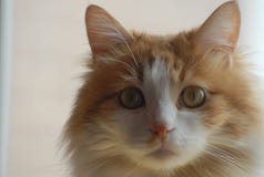Мой кот смотря меня стоковое изображение Мой кот смотря меня стоковое изображение