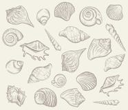 Моллюск и seashells моря также вектор иллюстрации притяжки corel Стоковые Изображения RF Моллюск и seashells моря также вектор иллюстрации притяжки corel Стоковые Изображения RF