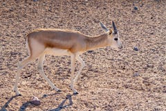 Молодая антилопа в парке сафари на острове господина Bani Yas, Объениненных Арабских Эмиратов стоковая фотография rf Молодая антилопа в парке сафари на острове господина Bani Yas, Объениненных Арабских Эмиратов стоковая фотография rf
