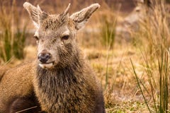 Молодое elaphus Cervus рогача красных оленей лежа вниз в длинной траве в Glencoe Шотландии стоковое фото rf Молодое elaphus Cervus рогача красных оленей лежа вниз в длинной траве в Glencoe Шотландии стоковое фото rf