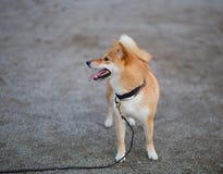Молодое красное жизнерадостное пушистое inu shiba собаки идет на улицу стоковое изображение Молодое красное жизнерадостное пушистое inu shiba собаки идет на улицу стоковое изображение