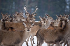 Молодой большой Cervus Elaphus оленей, преданная глубина резкости, окруженная табуном Табун оленей, стоя в белорусском лесе p стоковая фотография Молодой большой Cervus Elaphus оленей, преданная глубина резкости, окруженная табуном Табун оленей, стоя в белорусском лесе p стоковая фотография
