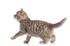 Молодой взгляд со стороны кота Идя котенок tabby изолированный на белизне стоковая фотография rf Молодой взгляд со стороны кота Идя котенок tabby изолированный на белизне стоковая фотография rf