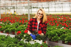 Молодой женский садовник в перчатках работая в парнике, засаживая и позаботить о цветки стоковое изображение rf Молодой женский садовник в перчатках работая в парнике, засаживая и позаботить о цветки стоковое изображение rf