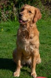 Молодой золотой retriever слушая любопытно стоковое фото Молодой золотой retriever слушая любопытно стоковое фото