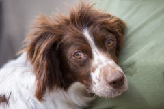Молодой портрет Spaniel Спрингера стоковое фото rf Молодой портрет Spaniel Спрингера стоковое фото rf