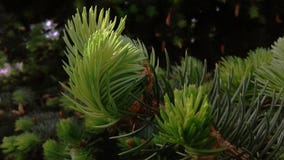 Молодые всходы съели в лучах солнца весны Coniferous дерево зеленого цвета вечности стоковая фотография Молодые всходы съели в лучах солнца весны Coniferous дерево зеленого цвета вечности стоковая фотография