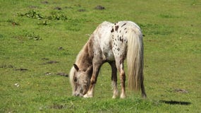 Молодые лошади пони пасут и ослабляют на зеленых полях стоковые фото Молодые лошади пони пасут и ослабляют на зеленых полях стоковые фото